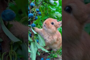 Cute bunny Eating Grape #asmr #asmreating #asmrfood #bunny #bunnies #rabbit #coelho #netherlanddwarf