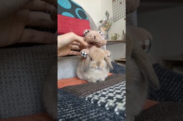 GOT A HAIR PUNCH #rabbit #animal #bunny #cute #babybunny #pets