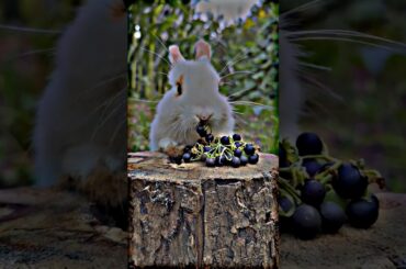 Cute Rabbit Honey bunny Lovely Rabbit#cuterabbits#cutebunny#cutepets#cuteanimals#beautyofnature