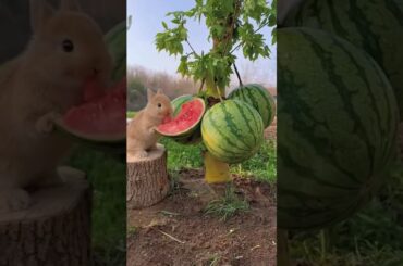 #cute #funny #animals #bunny #rabbite #cuteanimal #cuterabbit #rabbito #rabbit #cutepet #viral