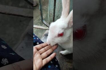 Cute Rabbit Funny | #shorts #youtubeshorts #rabbit #bunny #pet #viralvideo