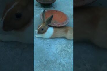 beautiful cute rabbit