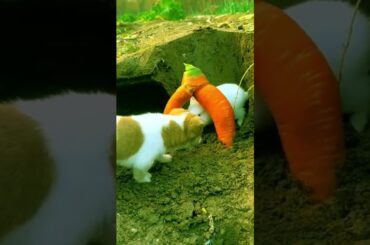 #rabbit #animals #cute #pets #cutebaby #meodethuong #baby #shorts