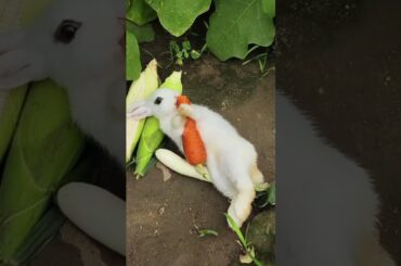 cute baby rabbit eating  carrot#cute rabbit #pets #shorts