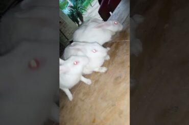 #rabbitshortvideos #khargoshkivideo #khargoshkicare #cuterabbit #viralvideo #bunny #rabbitcare