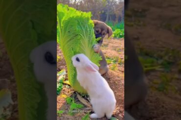 #bunny #rabbit #funny #cute #rabbite #animals #cuterabbit #cuteanimal #cutepet #rabbito