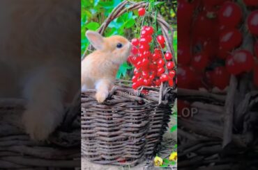 #rabbit #funny #animals #cute  #rabbite #cuteanimal #cuterabbit #rabbito #bunny #cutepet