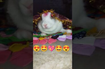 cute bunny #shorts #animals #viral #cute