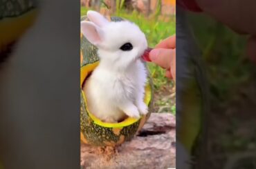 #rabbit #bunny #cute #funny #animals #rabbite #cuteanimal #cuterabbit #rabbito #cutepet