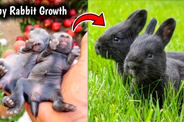 Cute Bunny - The Cutest Baby Rabbits Grow Up Day By Day