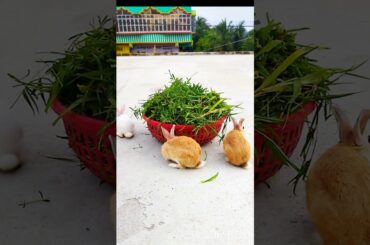 #cute #baby #rabbit #animals #foodchallenge #khargosh
