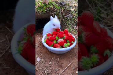 #bunny #rabbit #funny #cute #rabbite #animals #cuterabbit #cuteanimal #cutepet #rabbito