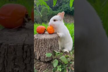 #bunny #funny #rabbit #animals #cuteanimal #cute #cuterabbit #cutepet #rabbite #rabbito