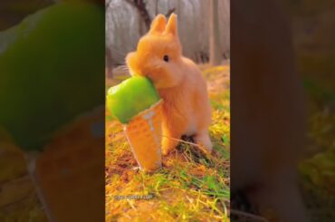 #cute #funny #bunny #animals #rabbit #rabbite #cuteanimal #rabbito #cuterabbit #cutepet