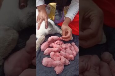 Rabbit baby | Baby rabbit Growing Up 1 To 15 Days #cute #pets