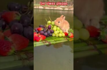 #rabbit #bunny #cute #funny #animals #rabbite #cuteanimal #cuterabbit #rabbito #cutepet