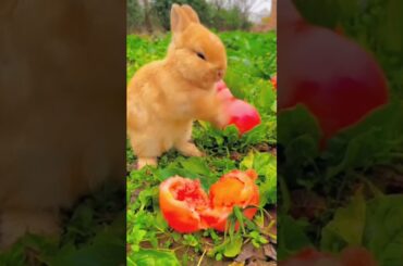 #cute #rabbit #funny #bunny #rabbite #animals #rabbito #cuteanimal #cutepet #cuterabbit