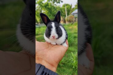 Cute Bunny Rabbit #pets #shorts