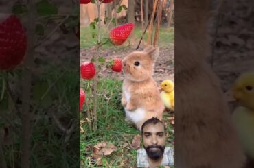 #animals #animaltransformation #cute #bunny #rabbit #pets #beautifulnature #naturevideo #funny #wild