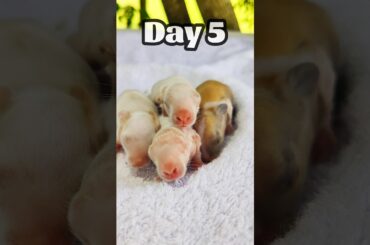 Rabbit growth - First 7 Days #cute #pets #rabbit #bunny #animals