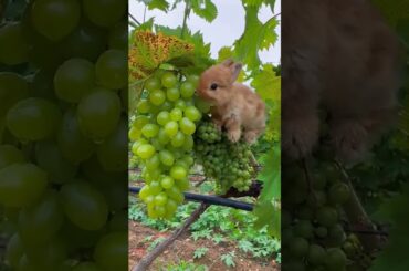 RABBIT eating Grapes#kidssong #song #nurseryrhymes #rhymes #mostpoplar #cute #bunny #animals #rabbit