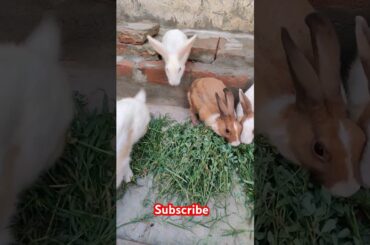 cute rabbit #shortvideo #viralvideo #animals