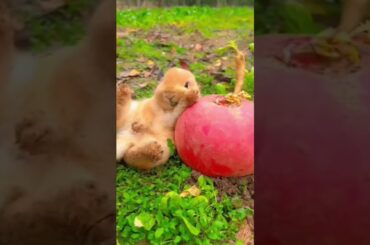 #rabbit #bunny #cute #funny #animals #cuterabbit #cuteanimal #cutepet #rabbito #rabbite