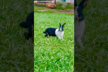 Cute rabbit #cottonballcrew #trending #youtubeshorts #shorts #short