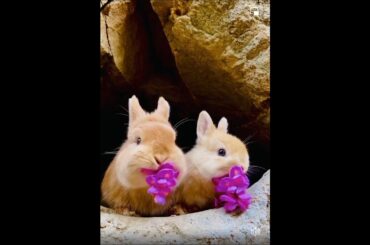 cute rabbit eating flower cute pet adorable pet #rabbit #short #shorts