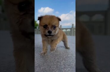 #cuteanimals #animaisfofos #babyanimals #pets #cat #dog #doglover #cute #bunny #rabbit #doglover