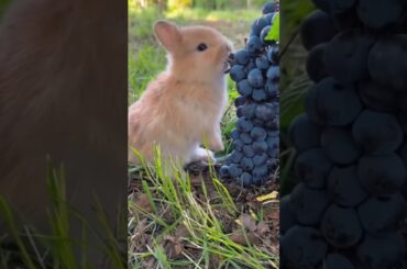 #cute #bunny #rabbit #rabbite #animals #funny #rabbito #cuterabbit #cuteanimal  #cutepet