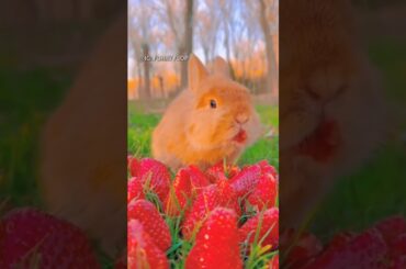 #bunny #funny #rabbit #rabbite #cute #cuteanimal #animals #cutepet #rabbito #cuterabbit