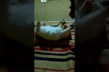 cute bunny sleeping mode