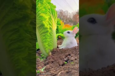 #cute #rabbit #bunny #funny #rabbite #animals #rabbito #cuteanimal #cutepet #cuterabbit