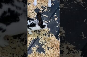 Cute Bunny At Petstore #shorts
