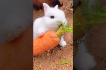 #rabbit #bunny #cute #funny #animals #rabbite #cuteanimal #cuterabbit #rabbito #cutepet