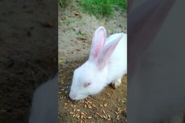 Cute Bunny Short Video , Bunny Lover  #bunny #animals  #pet #funnyanimals #shorts  #rabbit
