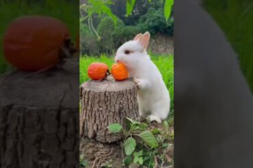 #bunny #rabbit #animals #funny #cute #cuteanimal #rabbite #rabbito #cuterabbit #cutepet