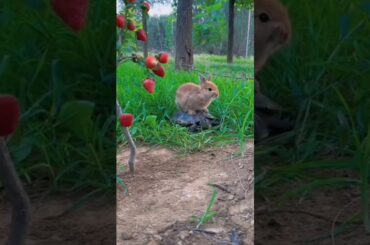 #bunny #rabbit #cute #funny #rabbite #animals #cuteanimal #cuterabbit #rabbito #cutepet