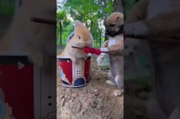 #rabbit #bunny #cute #funny #animals #rabbite #cuteanimal #cuterabbit #rabbito #cutepet