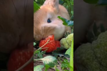 #cute #bunny #rabbit #rabbite #animals #funny #rabbito #cuterabbit #cuteanimal #cutepet