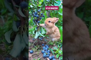 CUTE RABBIT 2024 | CUTE RABBIT| #tranding #shorts #yt shorts#cute rabbit