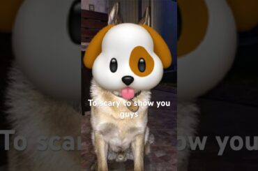It was scary #dog #funny #siberianhusky #puppy #pet #cute #bunny #bunnys #funnyshorts #husky
