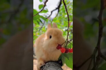 #rabbit #bunny #animals #cute #cuteanimal #funny #rabbito #rabbite #cutepet #cuterabbit