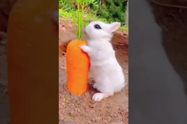 #cute #bunny #animals #funny #rabbite #cuteanimal #rabbito #cutepet #cuterabbit #rabbit