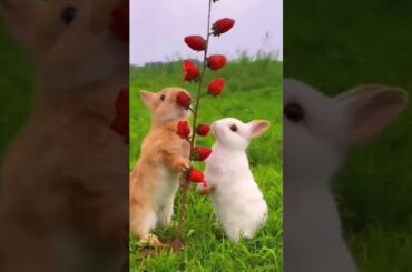#bunny #rabbit #funny #rabbite #animals #cute #cutepet #cuterabbit #cuteanimal #rabbito
