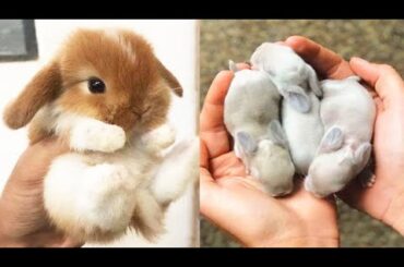 Cute baby animals Videos Compilation cute moment of the animals #15 Cutest Animals 2023