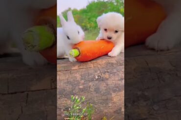 #cute #bunny #animals #rabbit #cuteanimal #rabbite #rabbito #funny #cuterabbit #cutepet