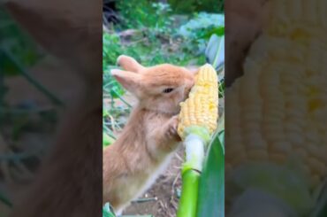 #rabbit #bunny #cute #funny #animals #rabbite #cuteanimal #cuterabbit #rabbito #cutepet