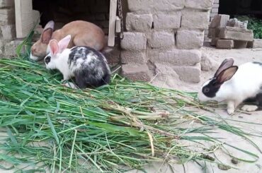 Cute Baby Short Video Funny | Cute Animals Funny Video 2024 | Baby Bunny Videos | Baby Ani